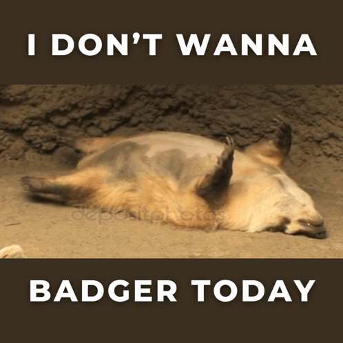 Badger Lying On Back With I Don 'T Wanna Badger Today GIF