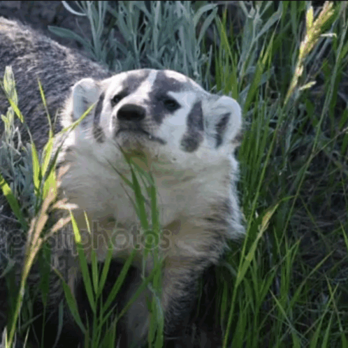 Badger Standing In Tall Grass Looking At Camera GIF