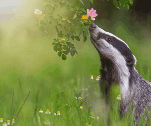 Badger Sniffing Pink Flower In Field GIF