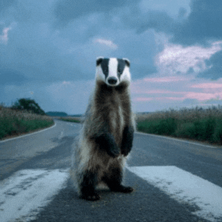 Badger Standing On Hind Legs At Crosswalk GIF