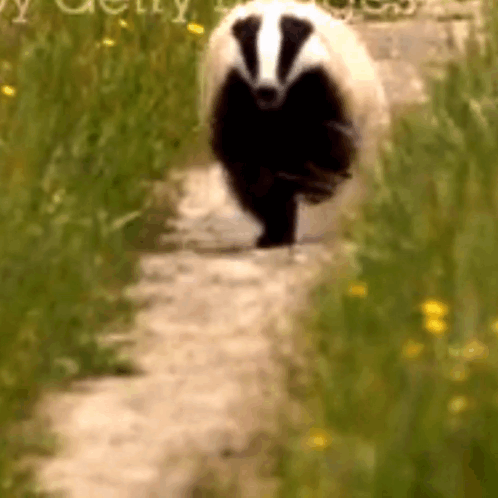 Badger Walking Down Dirt Path In Field GIF
