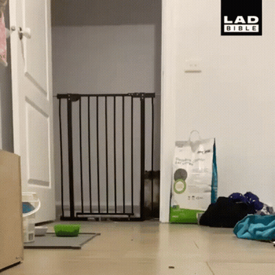 A Bag Of Dog Food Is Sitting On The Floor Next To A Gate GIF