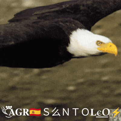 A Bald Eagle Is Flying In The Air With A Spanish Flag Behind It GIF