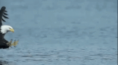 A Bald Eagle Is Standing In The Water With Its Wings Outstretched . GIF