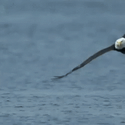 A Bald Eagle Is Standing In The Water With Its Wings Outstretched GIF