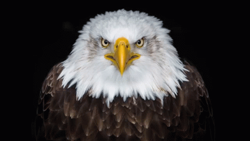 A Bald Eagle Looking At The Camera With A Yellow Beak GIF
