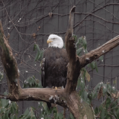 A Bald Eagle Perched On A Tree Branch Looking Down GIF
