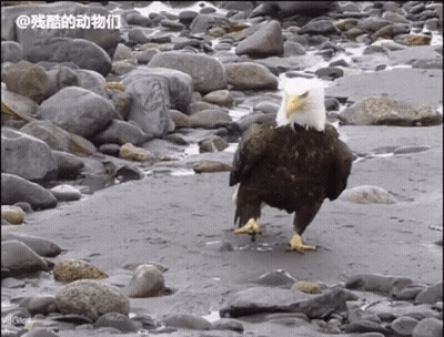 A Bald Eagle Standing On A Rocky Beach With Chinese Writing On The Bottom GIF