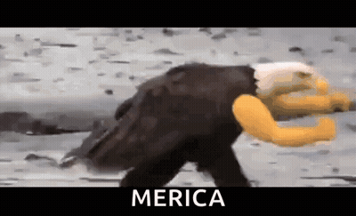A Bald Eagle With A Yellow Arm Is Walking On The Ground . GIF