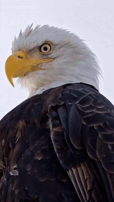 A Bald Eagle With A Yellow Beak And Black Feathers Looks At The Camera GIF