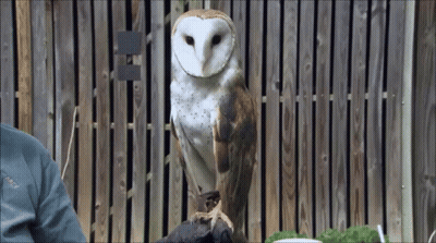A Barn Owl Sitting On A Person 'S Arm Looking At The Camera GIF