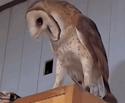 A Barn Owl Standing On A Wooden Box Looking Down GIF