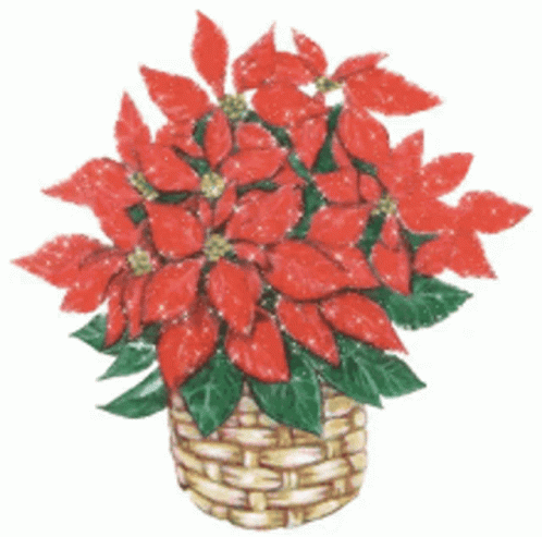 A Basket Filled With Red Poinsettia Flowers With Green Leaves GIF