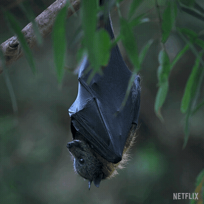A Bat Hanging Upside Down From A Tree Branch With Netflix Written On The Bottom GIF