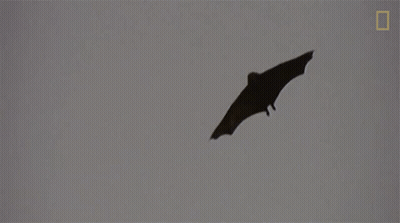 A Bat Is Flying In The Sky With A National Geographic Logo Behind It GIF