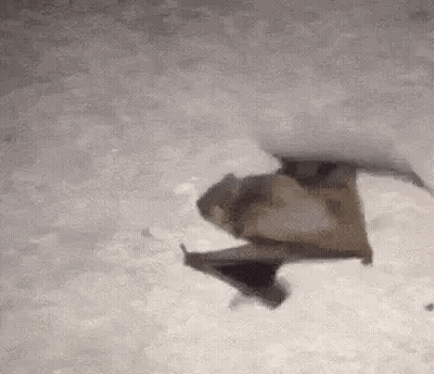 A Bat Is Flying Through The Air On A Gray Background . GIF