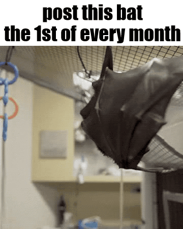 A Bat Is Hanging Upside Down In A Cage With The Words Post This Bat The 1St Of Every Month . GIF