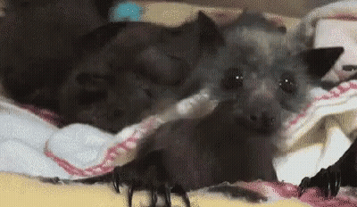 A Bat Is Laying On A Blanket On A Bed With A Spider . GIF