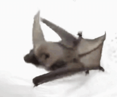 A Bat Is Laying On Its Back On A White Surface With Its Wings Spread . GIF