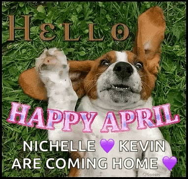 A Beagle Dog Is Laying In The Grass With Its Ears Up And Says `` Happy April '' . GIF