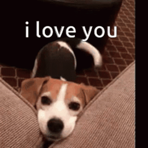 A Beagle Dog Is Laying On A Couch With The Words `` I Love You '' Written Above It . GIF