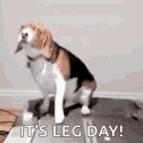 A Beagle Dog Is Sitting On A Yoga Mat With The Words `` It 'S Leg Day '' Written On It . GIF