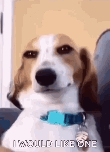 A Beagle Dog With A Blue Collar Is Sitting On A Couch . GIF