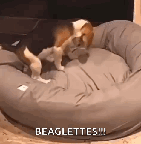 A Beagle Is Laying On A Dog Bed And Licking Its Paws . GIF
