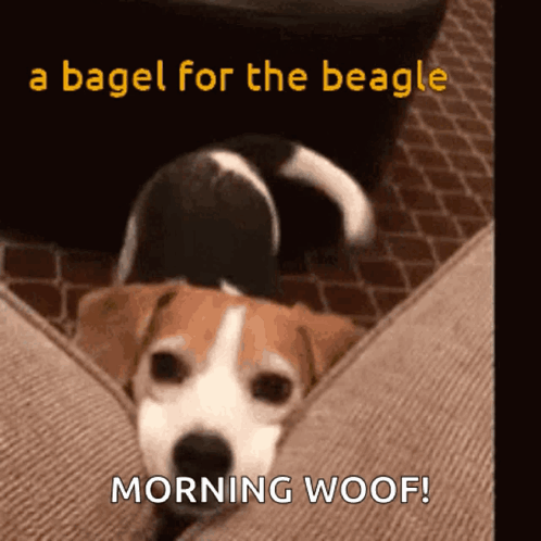 A Beagle Laying On A Couch With The Words " A Bagel For The Beagle Morning Woof " GIF