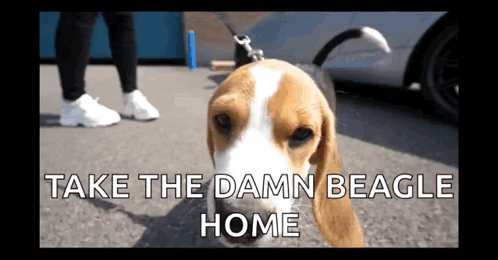 A Beagle On A Leash With The Words Take The Damn Beagle Home GIF