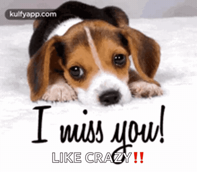 A Beagle Puppy Is Laying Down On A Bed And Says `` I Miss You Like Crazy '' . GIF