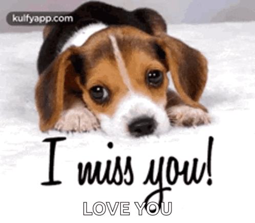 A Beagle Puppy Is Laying Down On A Bed With The Words `` I Miss You Love You '' Written On It . GIF