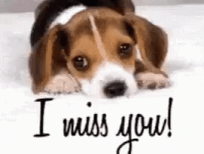 A Beagle Puppy Is Laying On A Bed Next To A Card That Says `` I Miss You '' . GIF