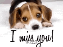 A Beagle Puppy Is Laying On A Bed With The Words `` I Miss You ! '' Written On It . GIF