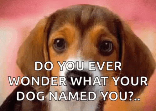 A Beagle Puppy Is Looking At The Camera With The Words Do You Ever Wonder What Your Dog Named You . GIF