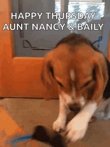 A Beagle Puppy Is Playing With A Toy And The Words Happy Thursday Aunt Nancy & Baily Are Above It GIF