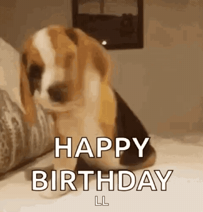 A Beagle Puppy Is Sitting On A Bed And Says Happy Birthday . GIF