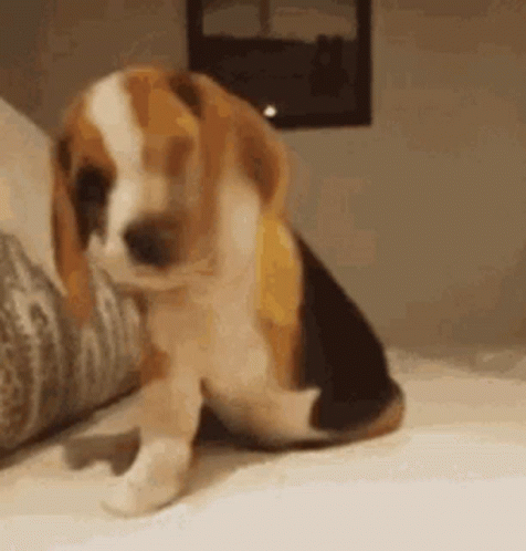 A Beagle Puppy Is Sitting On A Bed Next To A Couch . GIF