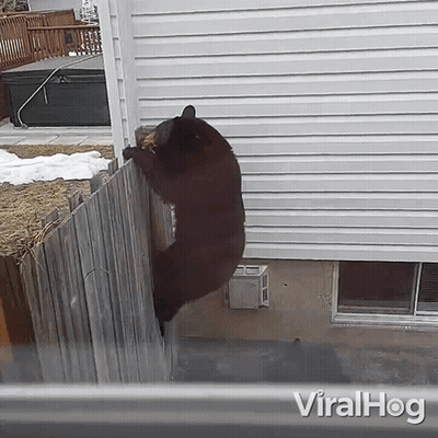 A Bear Climbs A Wooden Fence In Front Of A House With The Words Viralhog On The Bottom Right GIF