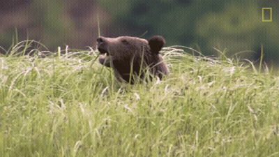 A Bear Eating Grass In A Field With A National Geographic Logo In The Background GIF
