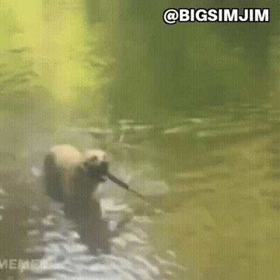 A Bear Is Holding A Stick In Its Mouth While Walking Through A River . GIF