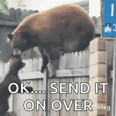 A Bear Is Jumping Over A Fence With The Words " Ok Send It On Over " Below It GIF