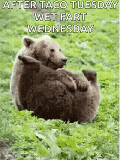 A Bear Is Laying On Its Back In The Grass With A Caption That Says `` After Taco Tuesday Wet Fart Wednesday '' . GIF