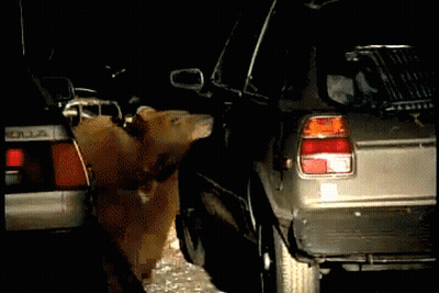 A Bear Is Standing Next To A Car With The Word Toyota On It GIF