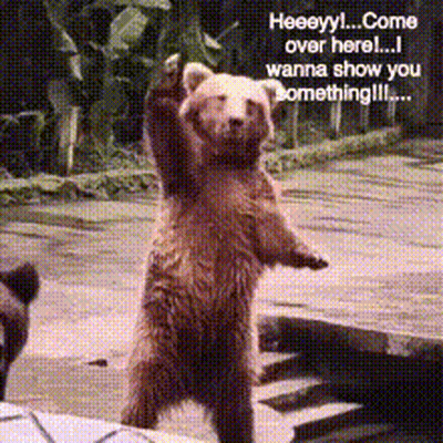 A Bear Is Standing On Its Hind Legs And Says " Heeeyy Come Over Here I Wanna Show You Something !!! " GIF