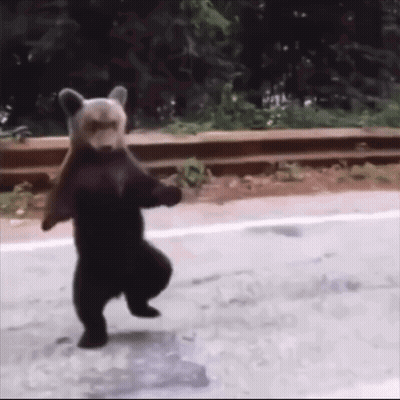 A Bear Is Standing On Its Hind Legs On A Road GIF
