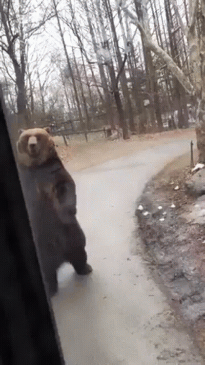 A Bear Is Standing On Its Hind Legs On The Side Of A Road In The Woods . GIF