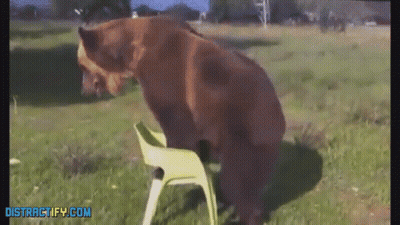 A Bear Sits On A Chair In A Field With The Website Distractify.com On The Bottom GIF