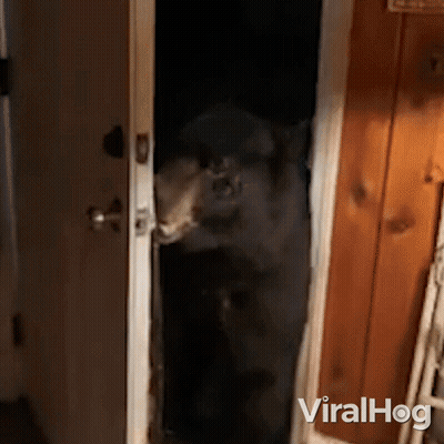 A Bear Standing In A Doorway With Viralhog Written On The Bottom Right Corner GIF