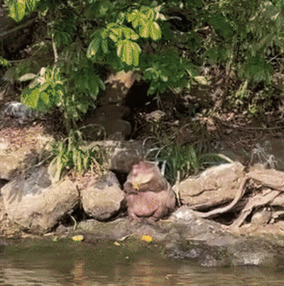 A Beaver Is Sitting On A Rock Near The Water GIF